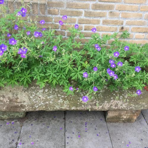 a bunch of purple flowers on a brick wall at Retour de Provence in Almelo