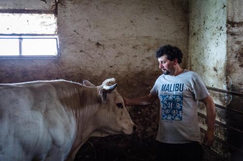 a man standing next to a cow in a building at All'Ombra del Castello in Cigliè