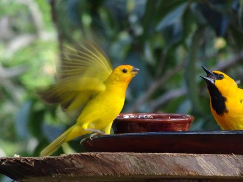 two yellow birds sitting on top of a yellow pot at Hotel Terra Barichara in Barichara
