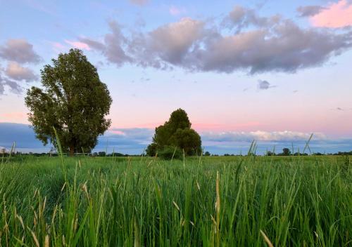 a field of tall green grass with two trees at ALTE SCHULE WITTENBERG, 3 Ferienwohnungen für bis zu 12 Personen, an der Elbe, mit Garten in Lutherstadt Wittenberg
