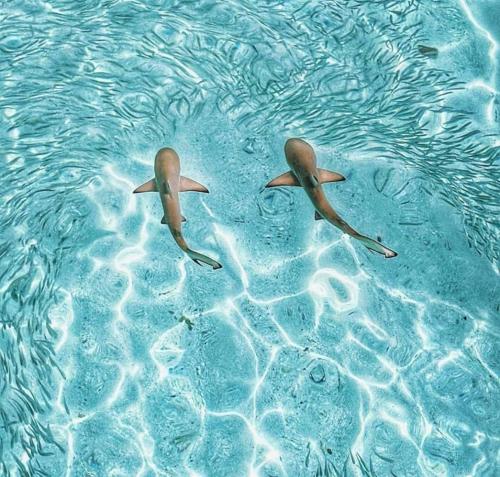 two dolphins swimming in the blue water at IRIS Beach Residence in Guraidhoo