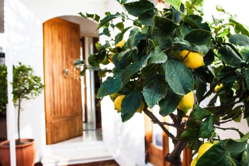 a lemon tree in front of a door at Taonasi Taormina Apartments in Taormina
