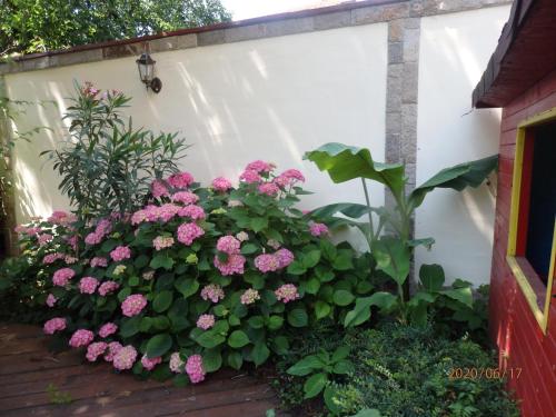 a garden of pink flowers against a white wall at Guest house Napoli in Ravda