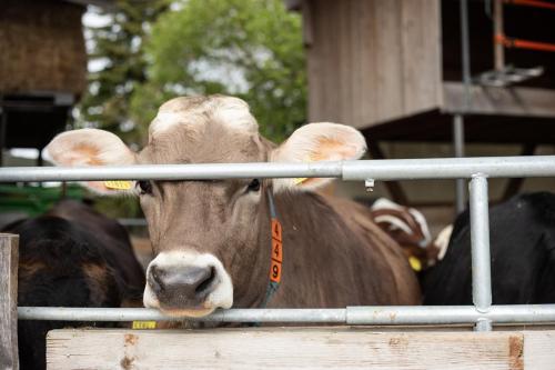 a brown cow is looking through a fence at Hof-Tschannen in Lengwil