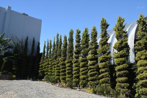 a row of christmas trees in front of a building at Hotel Pacific in Tijuana