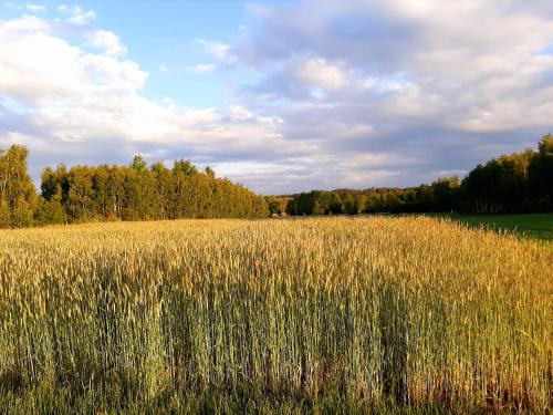 a field of tall grass with trees in the background at Domek Drewniany in Nowa Wola