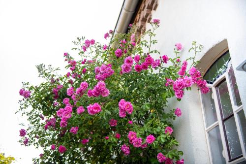a hanging basket of pink flowers next to a window at B&B Reveille in Kleve