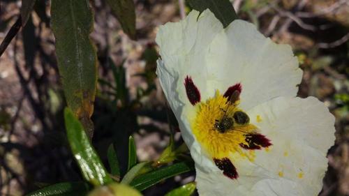 a white flower with a bee on it at O Palheiro - Vista Panorâmica e Jacuzzi in Sobreira Formosa