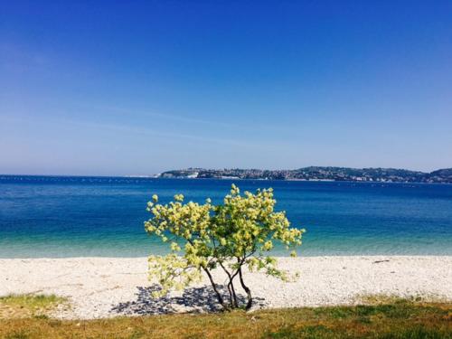 a small tree on a beach near the water at Apartment Mirella in Umag