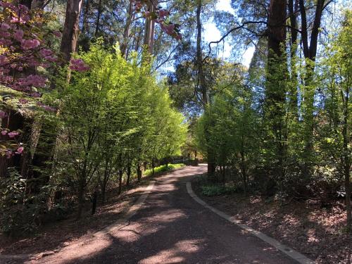 
a path leading to a forest filled with trees at Lochiel Luxury Accommodation in Olinda
