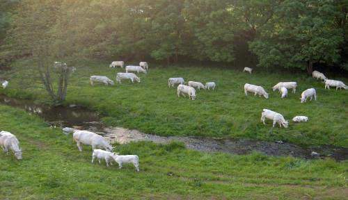 a herd of sheep grazing in a grassy field at Betzemühle 1 Bauernhof in Altenschlirf