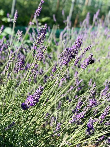 Un jardín fuera de Agriturismo Sicher
