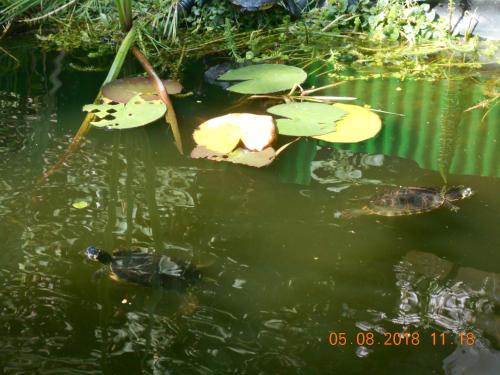a pond with a turtle and lily pads in the water at Vermiete sehr schönes Apartment in Dankerode im Harz in Dankerode