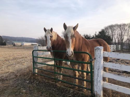 two horses are standing next to a fence at Pinehaven Country Inn in Baraboo