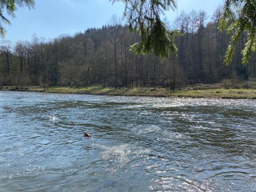 a dog swimming in the water in a river at Le Cap Vert in Rochehaut