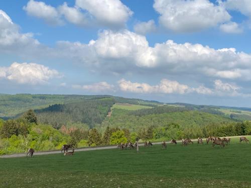 a herd of cows grazing in a field next to a road at Le Cap Vert in Rochehaut