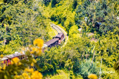 a train traveling down a track in a forest at Guest Inn Avendra in Ella