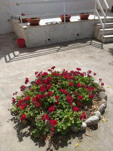 a bunch of red flowers in a flower bed at villa lucia in Mondragone
