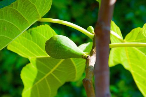 a green fruit on a tree with green leaves at B&B Il Vulcano in Aci Catena