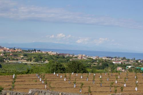 a row of vineyards with the ocean in the background at B&B Il Vulcano in Aci Catena