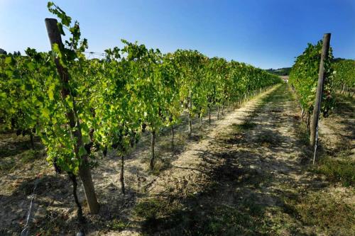 Gallery image of Cascina Olivetta -sleep in winery in Moncalvo