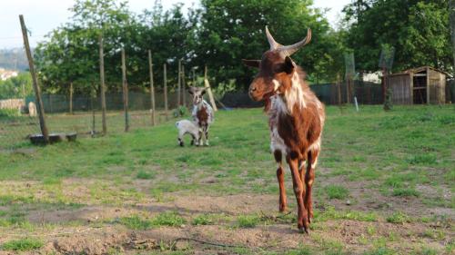 a brown goat standing in a field with other animals at Quinta Lama de Cima in Fafe