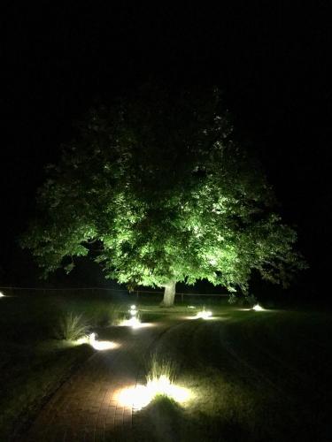 a large tree with lights under it at night at Gut am See in Görlitz