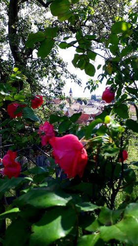 a group of red roses in a tree at Chambres d'hôtes "La Petite Vallée" in Rott