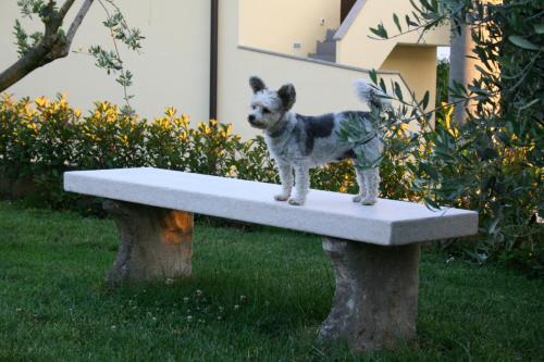 a small dog standing on a stone bench at DAMJANIĆ HOLIDAY HOUSE in Brtonigla