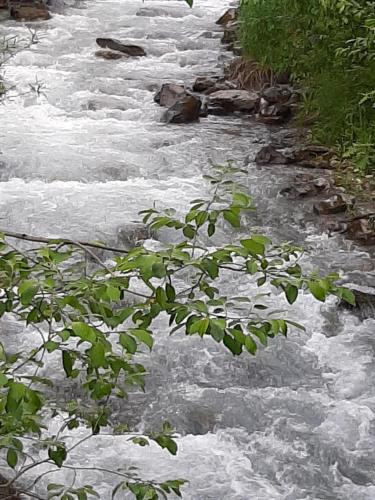 a stream of water with rocks and plants in the foreground at Alpine Lodge Klösterle am Arlberg in Klösterle am Arlberg