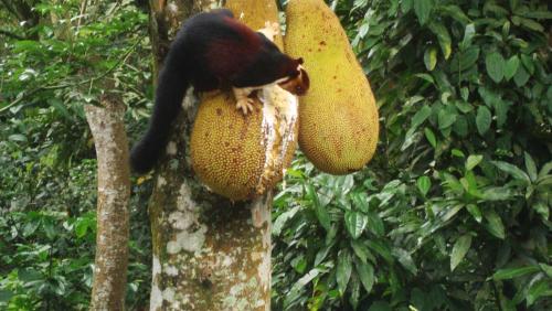 a black and white squirrel sitting on a tree at Jungleview Home Stay in Idukki