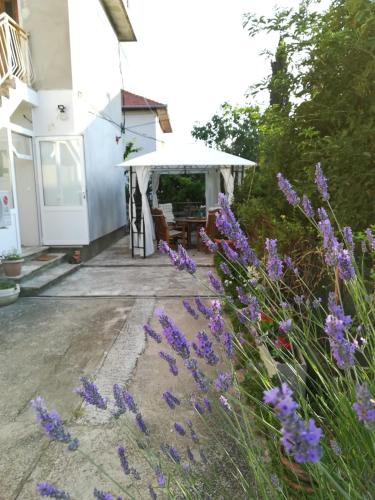 Lili Apartment in Zadar pet friendly, free parking