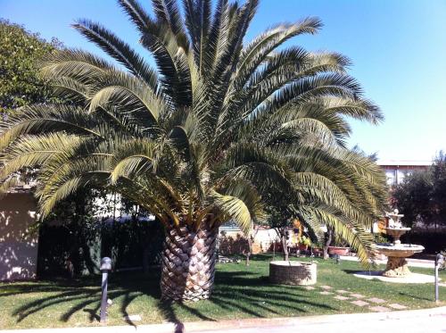 a palm tree in the middle of a park at Hotel Giardino in Modugno