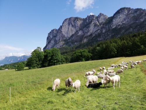 a herd of sheep grazing on a grassy hill at Am Mondseeblick in Mondsee