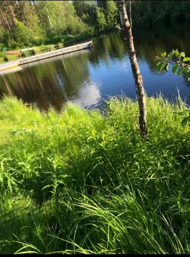 a body of water with a tree and some grass at Villa Karhunkehto in Luosto
