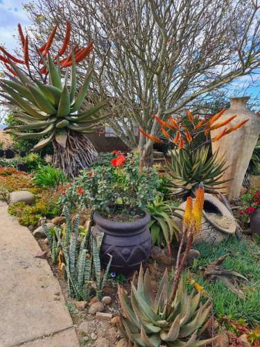 a garden with lots of different types of plants at Forest Hill Country Lodge in Piet Retief