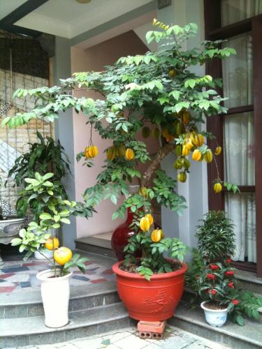 a orange tree sitting on the steps of a house at Thien Anh Hotel in Hai Phong