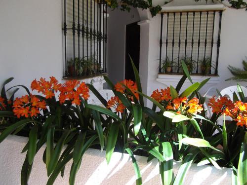Hostal El Capiにある庭