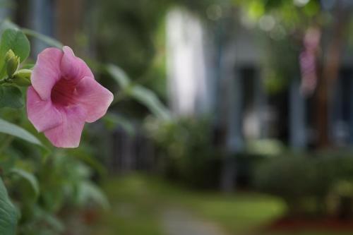 una flor rosa en una planta en un jardín en Phu Quoc Hotel en Phu Quoc