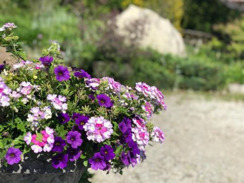 a bunch of purple and pink flowers in a pot at Adventure the Bruce Inn - Recently Renovated With Outdoor Hot Tub in Tobermory
