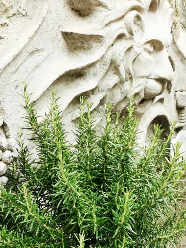 a green plant in front of a stone wall at Das Stadthaus in Neusiedl am See