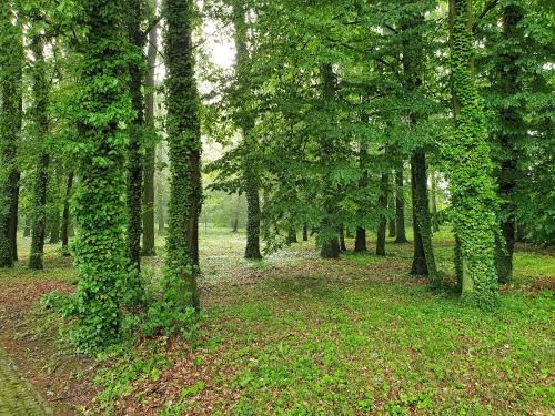 a forest filled with trees with green ivy on them at Stacja Nowa Gdynia Bed & Breakfast Aquapark in Łódź