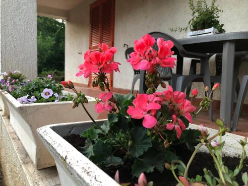 a bunch of pink flowers in a flower box at Il Bosco Guest House Subiaco in Subiaco