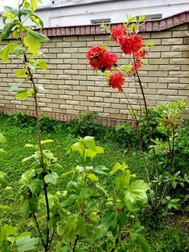 a plant with red flowers in front of a brick wall at Садиба Святослав in Skhidnitsa
