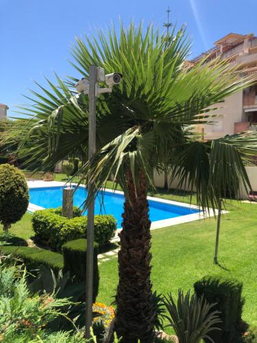 uma palmeira em frente a uma piscina em Bonita y moderna habitación a 300m de la playa em Benalmádena