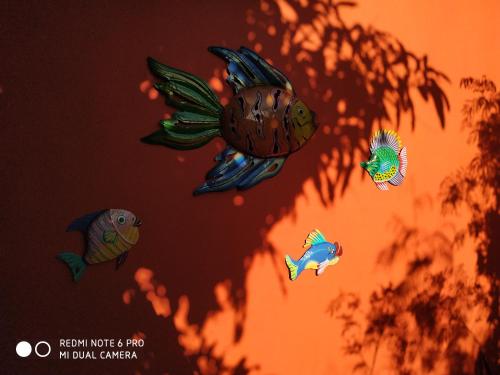 a group of fish hanging on a wall at Les Manguiers in Deshaies