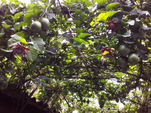 Hotel Kantarrana Urbana Jardinにある庭
