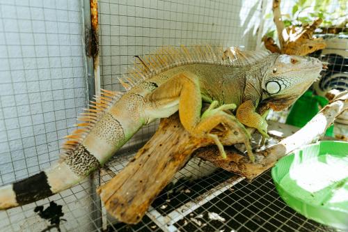 a lizard sitting on top of a table at Kota's House Homestay in Hue