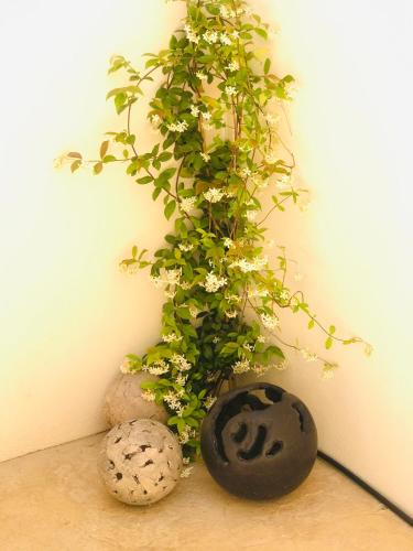 a plant in a vase next to two rocks at La Maison d AME - for the perfect stay at the Mont Ventoux in Malaucène