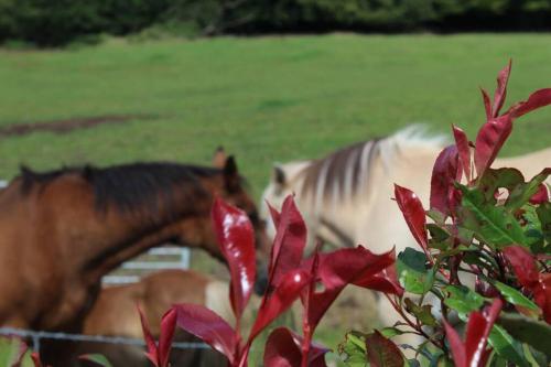 a group of horses in a field with red flowers at South Barlogan Farm in Bridge of Weir